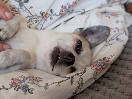 small chihuahua is resting at her homeの写真素材