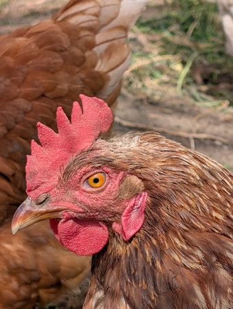 detail of chicken from small home farmの写真素材