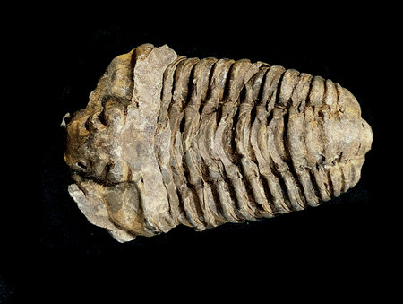old trilobite fossil as nice natural backgroundの写真素材