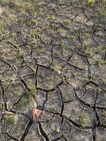 dry soil texture as very nice backgroundの写真素材
