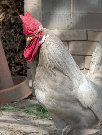 white rooster bird from small Czech farmの写真素材