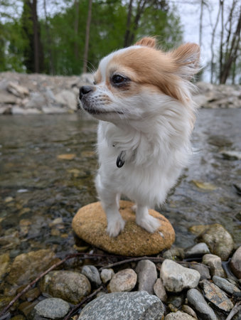 chihuahua near the riverの写真素材