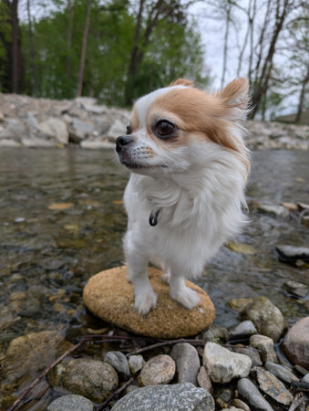 chihuahua near the riverの写真素材