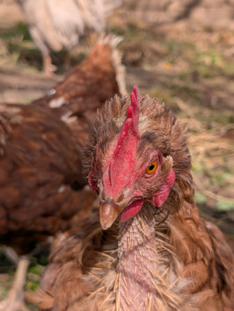 detail of chicken from small home farmの写真素材