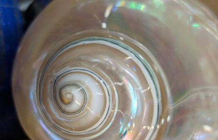 sea shells detail as very nice backgroundの写真素材
