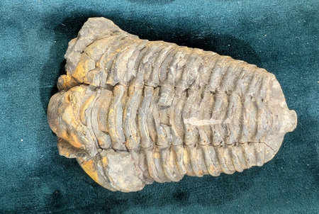 old trilobite fossil as nice natural backgroundの写真素材