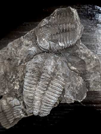 old trilobite fossil as nice natural backgroundの写真素材
