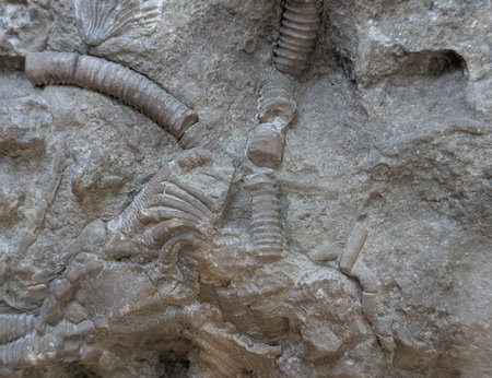 unknown coral fossil as nice natural backgroundの写真素材