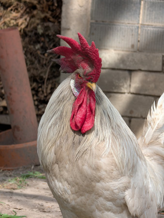 white rooster bird from small Czech farmの写真素材