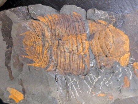 old trilobite fossil as nice natural backgroundの写真素材