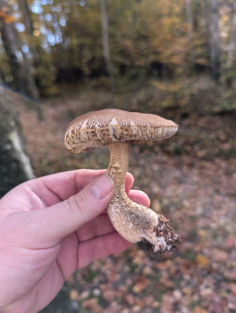 edible mushroom from the forest in the autumnの写真素材
