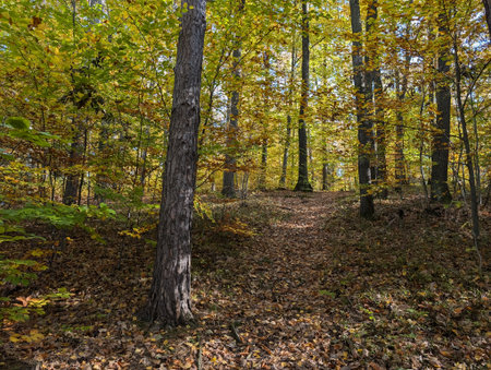 very nice autumn forest from the Czech Republicの写真素材
