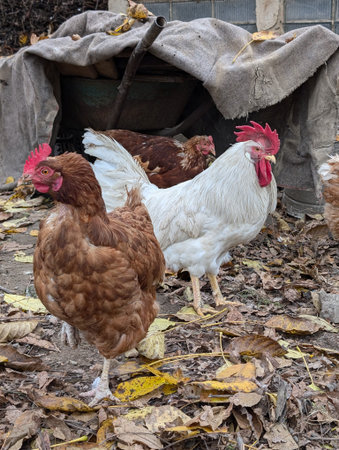 detail of chicken from small home farmの写真素材
