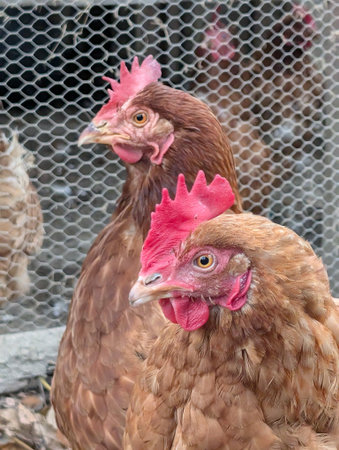 detail of chicken from small home farmの写真素材