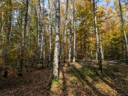 very nice autumn forest from the Czech Republicの写真素材