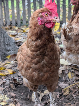 detail of chicken from small home farmの写真素材
