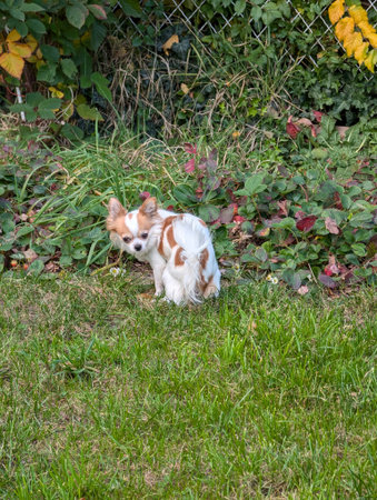 The small chihuahua is pooping in the gardenの写真素材