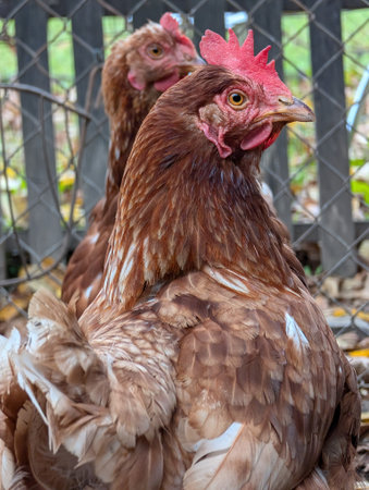 detail of chicken from small home farmの写真素材