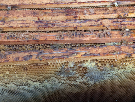 honeycomb texture from small home farm in czech republic
