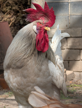 white rooster bird from small Czech farmの写真素材