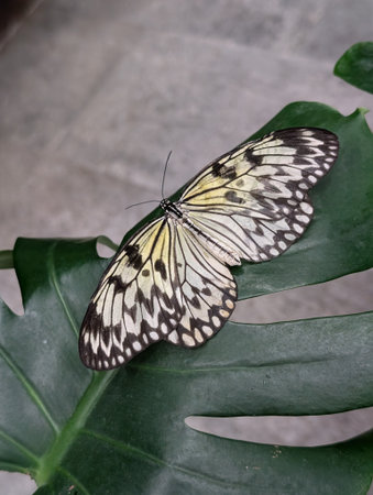 idea leuconoe butterfly in the green garden