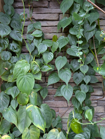 home plant texture on the interior wall