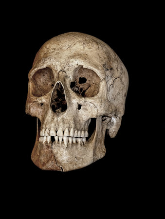 human skull bone isolated on the black backgroundの写真素材