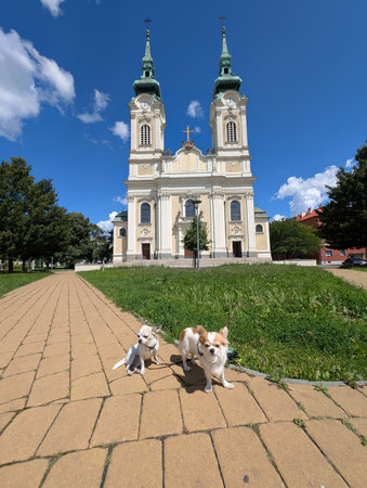 two chihuahuas near the old church in Ostravaの写真素材