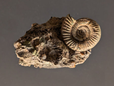 ammonite fossil texture as very nice natural backgroundの写真素材