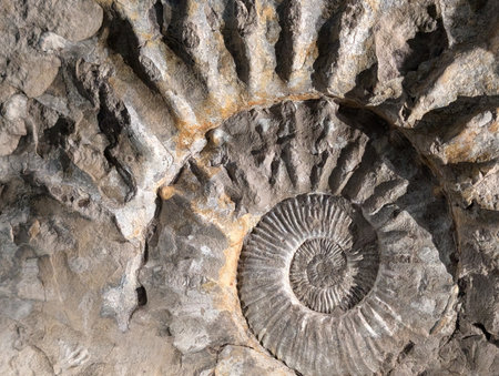 ammonite fossil texture as very nice natural backgroundの写真素材