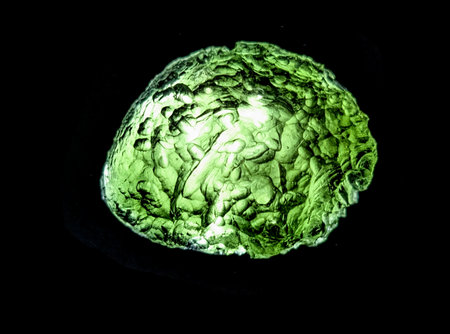 moldavite mineral isolated on the black backgroundの写真素材