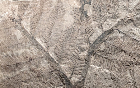 old fossil leaves as nice natural backgroundの写真素材