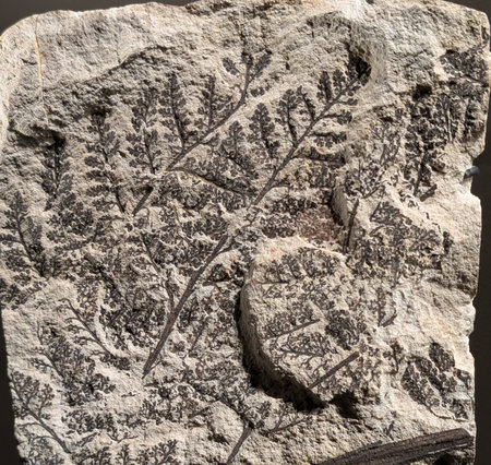 old fossil leaves as nice natural backgroundの写真素材