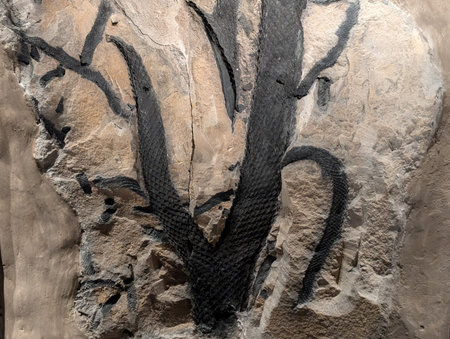 old fossil leaves as nice natural backgroundの写真素材