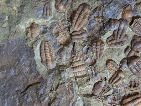 old trilobite fossil as nice natural backgroundの写真素材