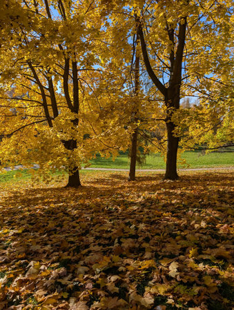 autumn in the park with colored leavesの写真素材