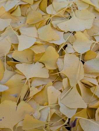 yellow ginko biloba leaves texture as nice background