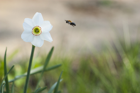 bee goes to the white flower collect nectarの写真素材