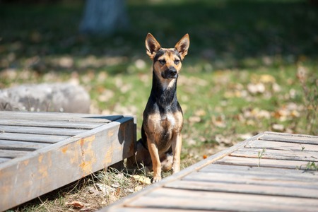 A small shepherd sits and listens. Photo.の写真素材
