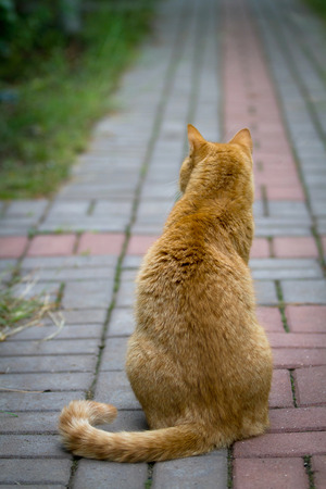 Red cat sitting. Rear view Photoの写真素材