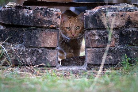 Ginger cat among the bricks. Photoの写真素材