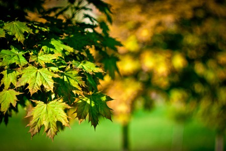 Tree branch with yellow green leaves. Photo