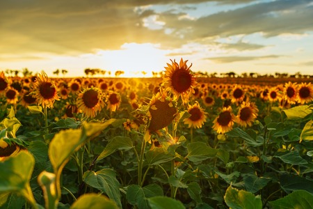 Field of blooming sunflowers on a background sunset. Horizontally framed shot.の写真素材