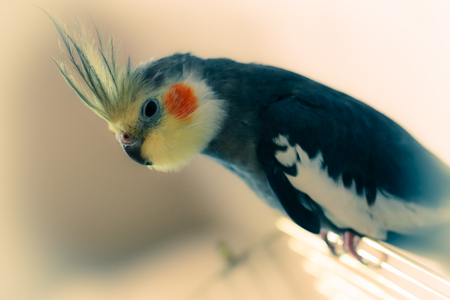 Parrot grey corella sitting on his cage. Horizontally framed shot.の写真素材