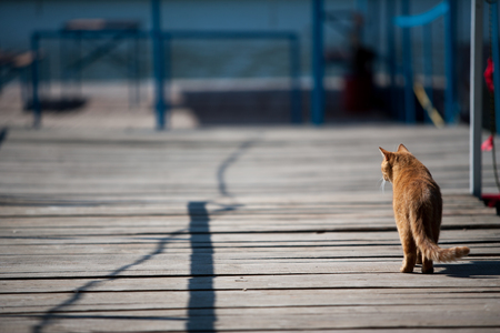 Red cat walks on pier, surrounded by water. Horizontally framed shot.の写真素材