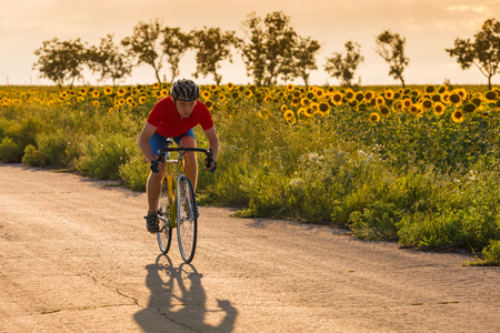 A cyclist in red blue form rides on a road bike along fields of sunflowers. Horizontally framed shot.の写真素材