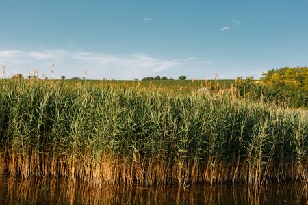 Beautiful young tall reeds growing in the water. Horizontally framed shot.
