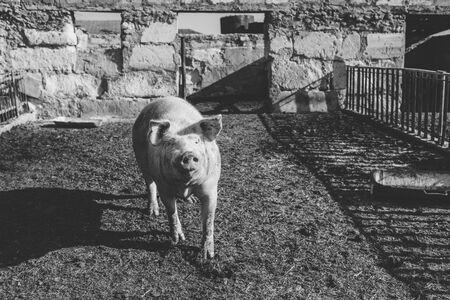 Big pink pig walks in paddock. Livestock farm. Horizontally framed shot.の写真素材