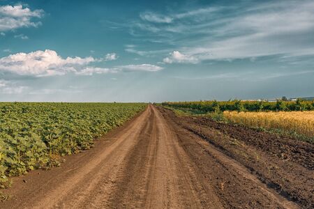 Country dirt road among fields of sunflowers and wheat. Field young sunflower. Blue sky with feathery clouds. Horizontally framed shot.の写真素材