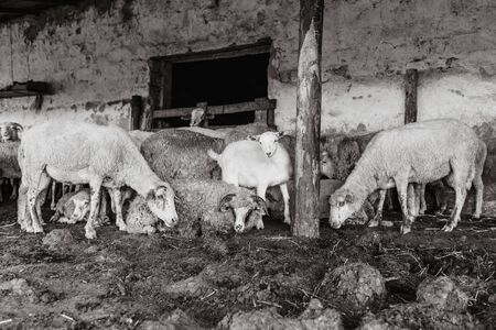 A herd of sheep and a white goat rested in paddock. Livestock farm, flock of sheep. Horizontally framed shot.の写真素材